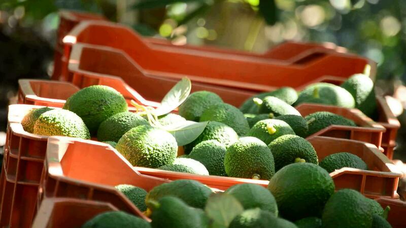 Leading Fruit Exporters in Kenya for Global Markets