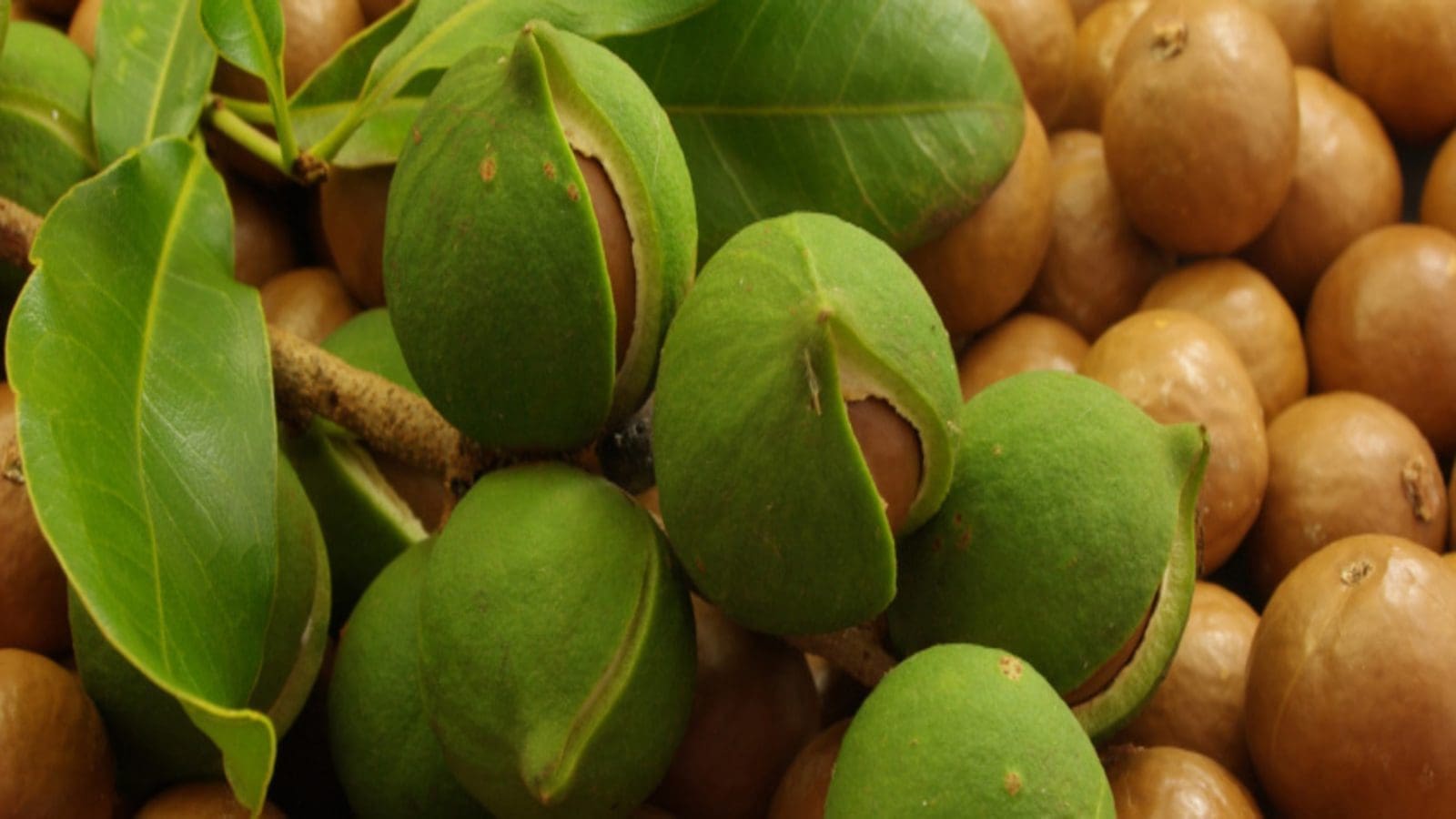 Kenya’s Macadamia Ban Shattered as China Confirms 54-Tonne Raw Nut Shipment