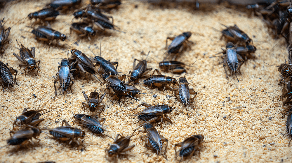 Profitable Cricket Farming in Kenya That Needs Low Capital and Space