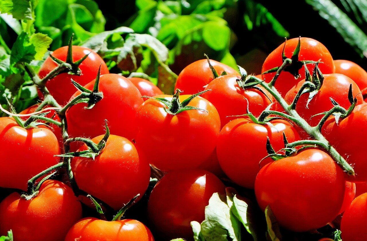 Complete Guide on Tomato Farming in Kenya
