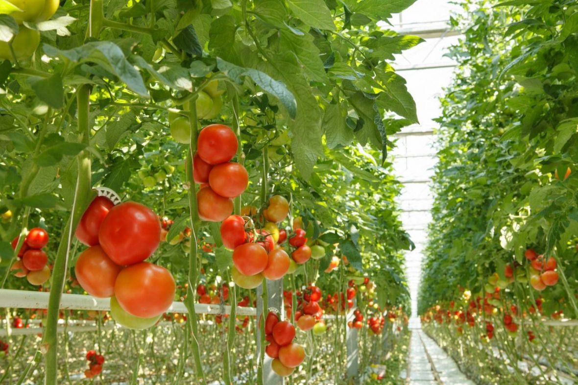 Complete Guide on Tomato Farming in Kenya