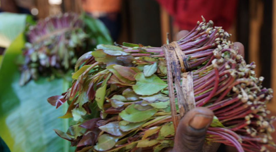 How Government Plots to Squeeze Miraa Supply Through Cooperatives