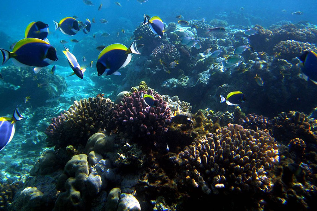 Malindi Marine National Park and Reserve Entrance Fees – A Complete Visitor’s Guide