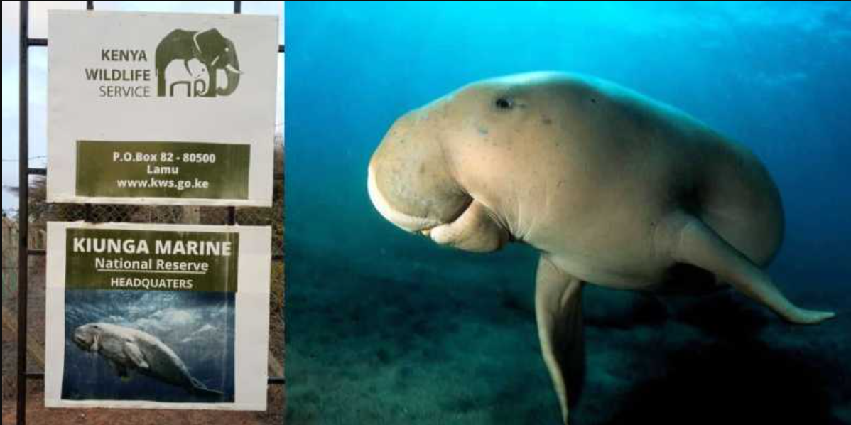 Guide to Kiunga Marine National Reserve Entrance Fees