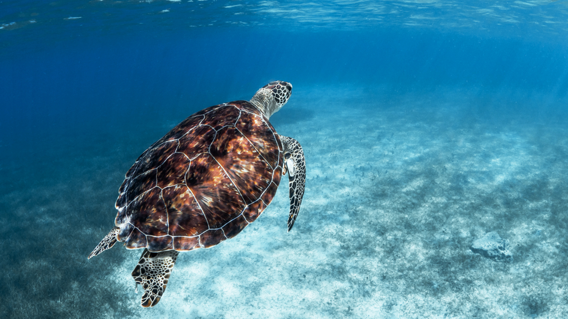 Malindi Marine National Park and Reserve Entrance Fees – A Complete Visitor’s Guide