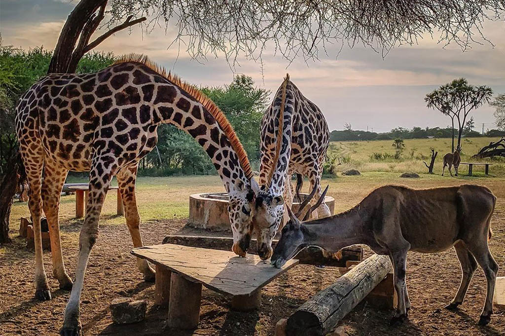 Discover Nguuni Nature Sanctuary Entrance Fees and Plan Your Visit