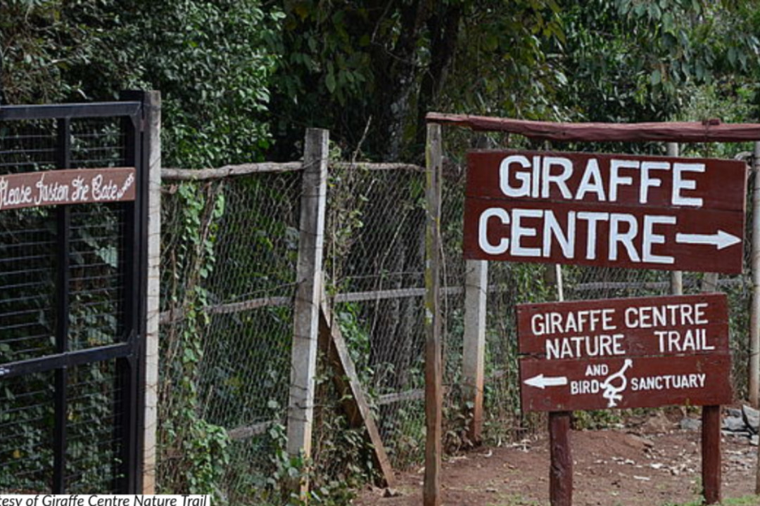 Discover the Giraffe Centre Entrance Fees and How to Plan Your Visit