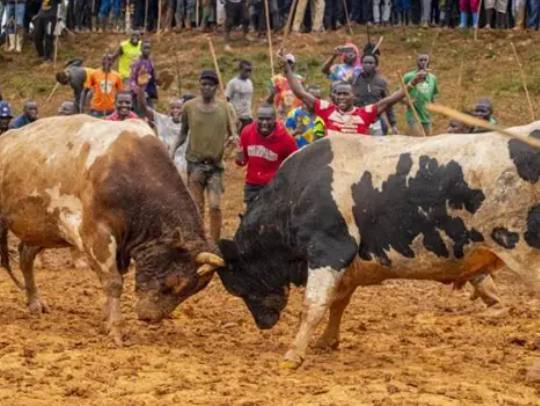 An image showing a bullfight