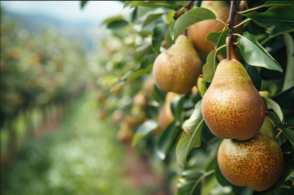 Pears Farming In Kenya: Proven Tips to Boost Yields and Market Profits