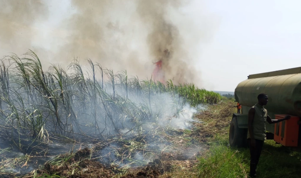 Arson Attack at Chemelil Sugar Company as 30 Hectares of Cane Razed