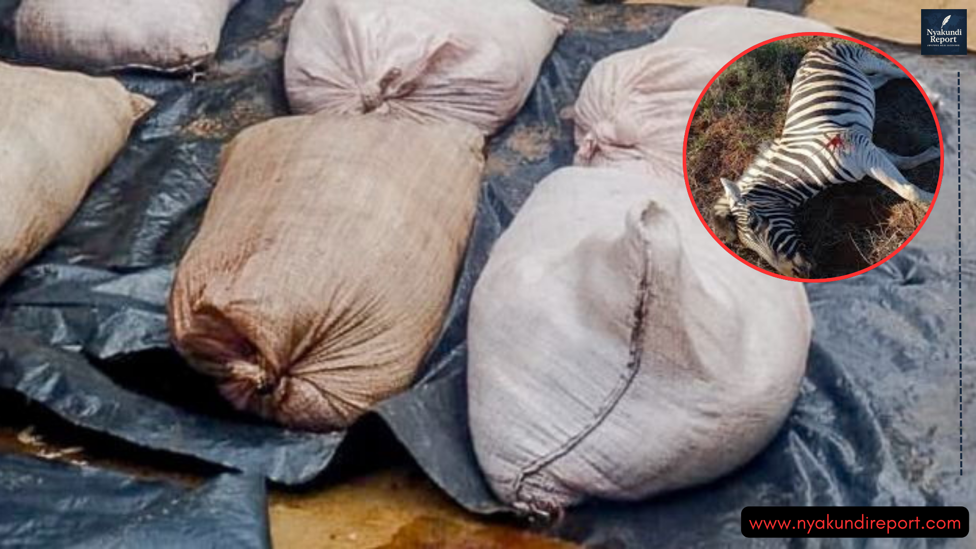 Illegal Zebra Meat Operation Busted Inside Kiambu Apartment as Police Seize Over One Tonne