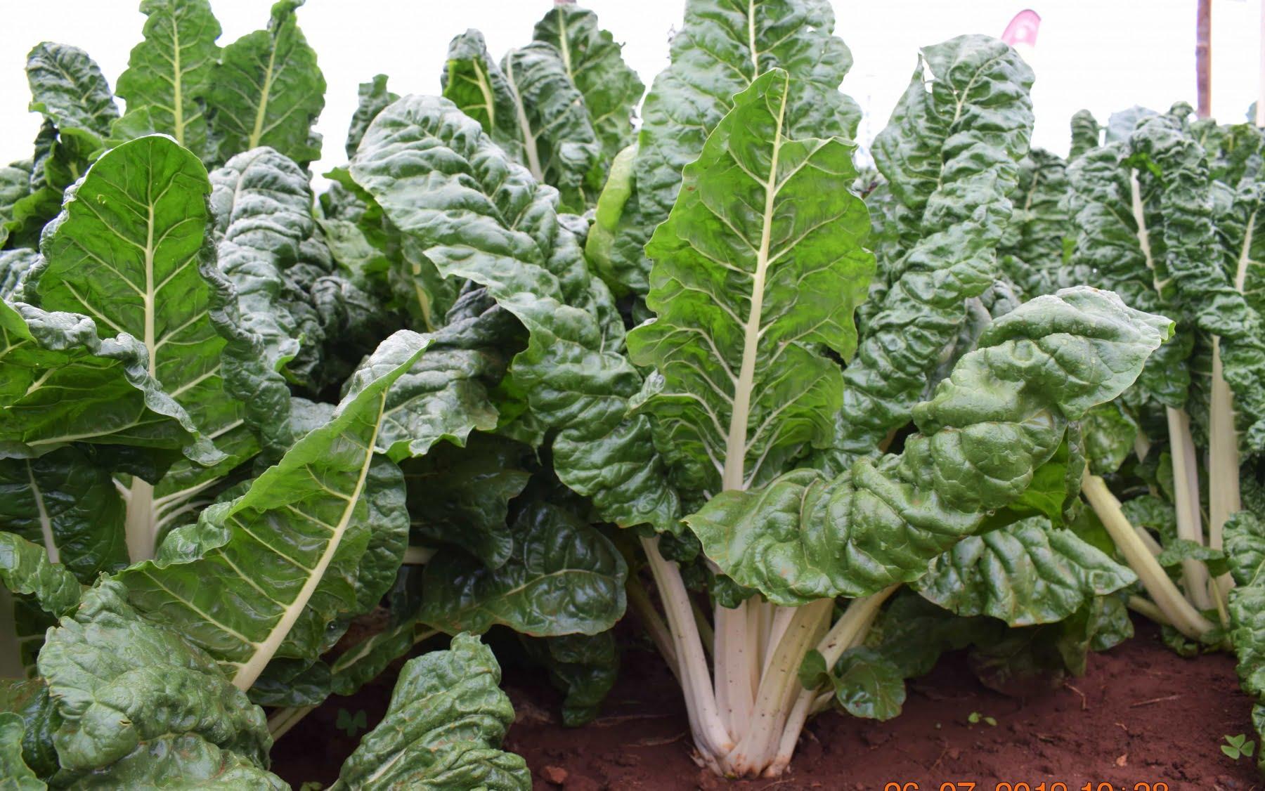 Foods Rich In Iron In Kenya You Should Add To Your Diet Today
